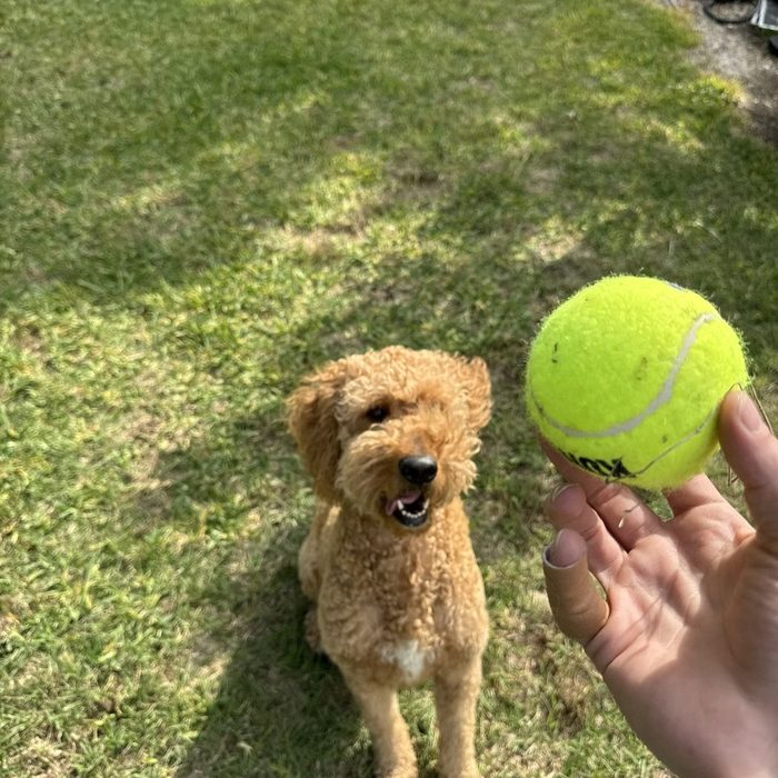 Autumn, Jordan Polasek's golden goldendoodle, smiling in the backyard