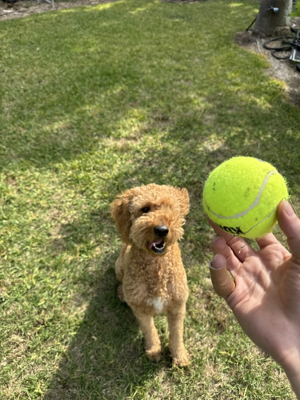 Autumn, our golden goldendoodle, sitting in the backyard waiting for the tennis ball