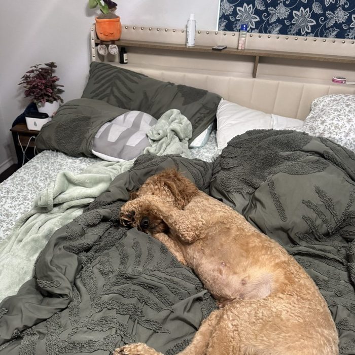 Autumn curled up on the bed resting under the covers