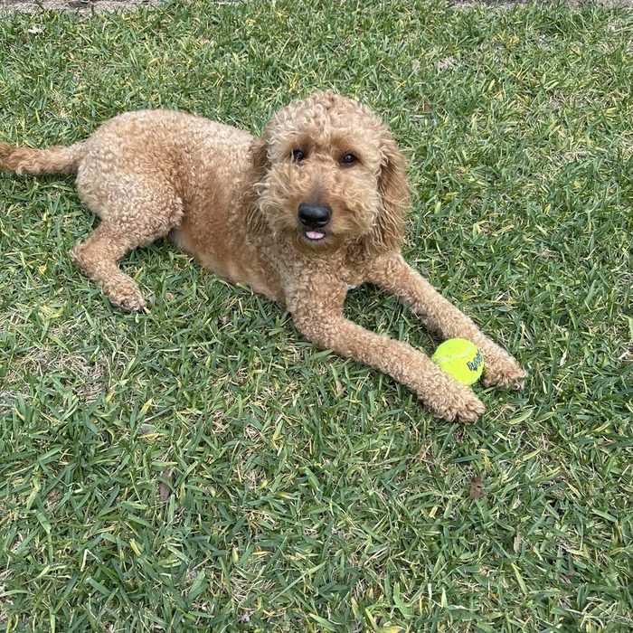 Autumn lying on her belly in the grass with her tennis ball between her paws
